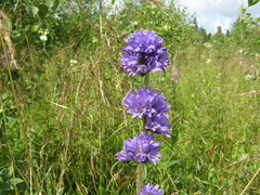 Campanula cervicaria