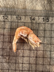 Paratya curvirostris