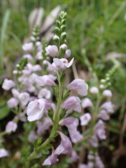 Euphrasia collina paludosa