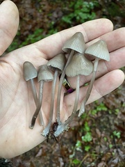 Mycena robusta