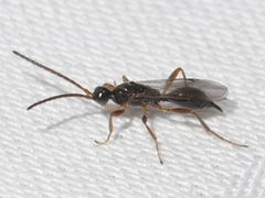 Exallonyx