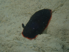 Dendrodoris arborescens