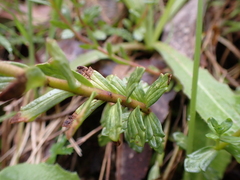 Euphrasia collina paludosa