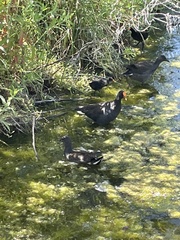 Gallinula tenebrosa tenebrosa