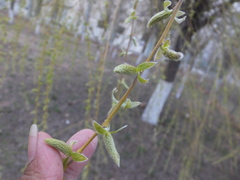 Salix
