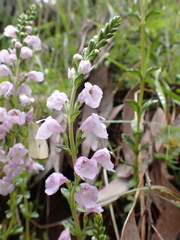 Euphrasia collina paludosa