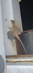 Anolis cristatellus