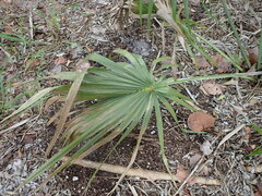 Sabal palmetto