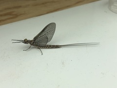 Hexagenia bilineata