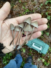 Mycena robusta