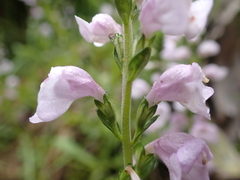 Euphrasia collina paludosa