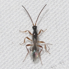 Exallonyx