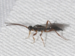 Exallonyx