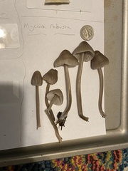 Mycena robusta