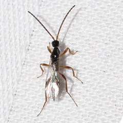 Exallonyx
