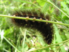 Arctiinae