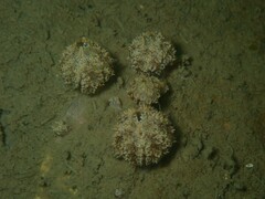 Styelidae