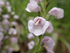 Euphrasia collina paludosa