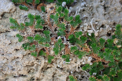 Selaginella eremophila