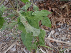 Calycomyza eupatorivora