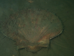 Pecten fumatus