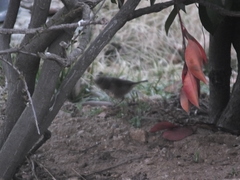 Phylloscopus fuscatus