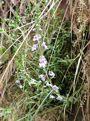 Euphrasia collina paludosa