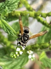 Pachodynerus nasidens