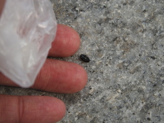 Gastrophysa atrocyanea