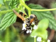 Pachodynerus nasidens