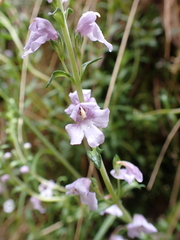 Euphrasia collina paludosa