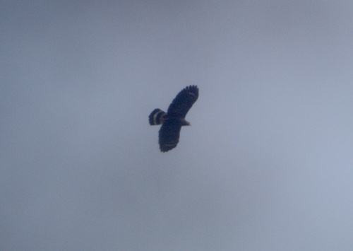 Crane Hawk (Geranospiza caerulescens)