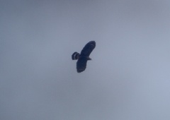 Geranospiza caerulescens