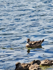 Lophonetta specularioides
