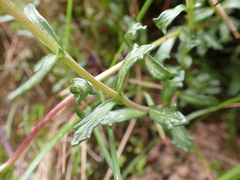 Euphrasia collina paludosa