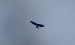 Geranospiza caerulescens