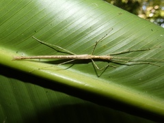 Pseudophasma phaeton