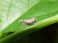 Colpoptera marginalis