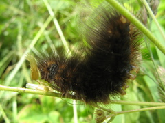 Arctiinae