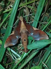 Callionima nomius