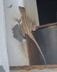 Anolis cristatellus