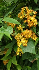 Heteropterys intermedia