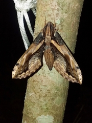 Xylophanes ceratomioides