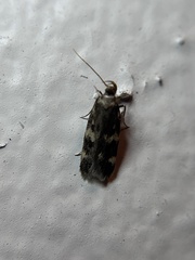 Oegoconia novimundi
