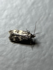 Oegoconia novimundi