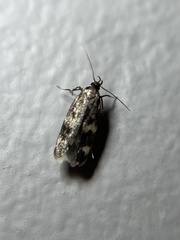 Oegoconia novimundi