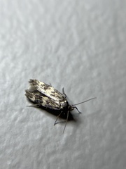 Oegoconia novimundi
