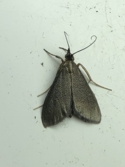 Pyrausta demantrialis