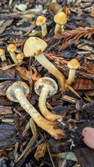 Leratiomyces percevalii