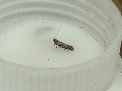 Aristotelia rubidella